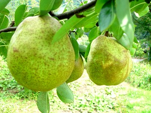 ラフランス