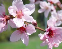 ももの花