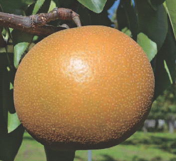 大天梨