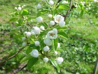 ラフランスの花