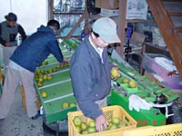 ラフ選果