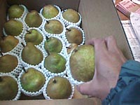 ラフ箱詰め