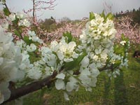 プルーンの花