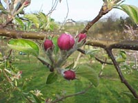 りんごの花