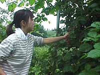 ブラックベリー