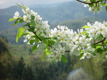 ラフランスの花