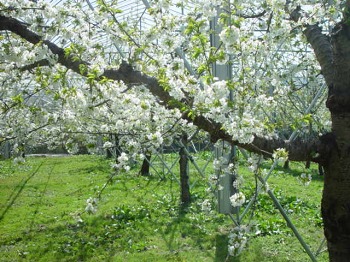 さくらんぼの花