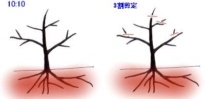 枝