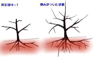 枝