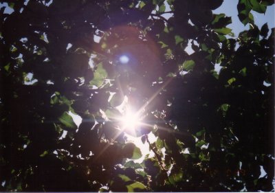太陽