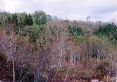 山