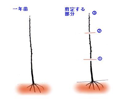 苗木