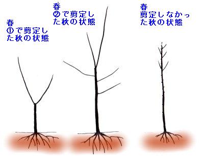 苗木