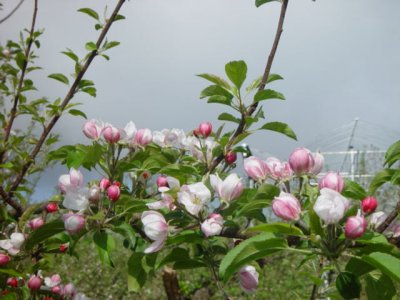 りんごの花