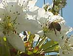 花に蜂がとまる