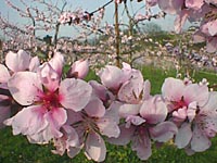 桃の花