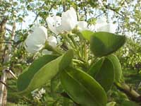 ラフランスの花