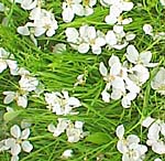 散らばる花