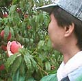 桃