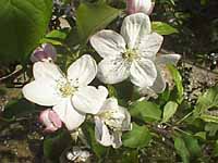 林檎の花