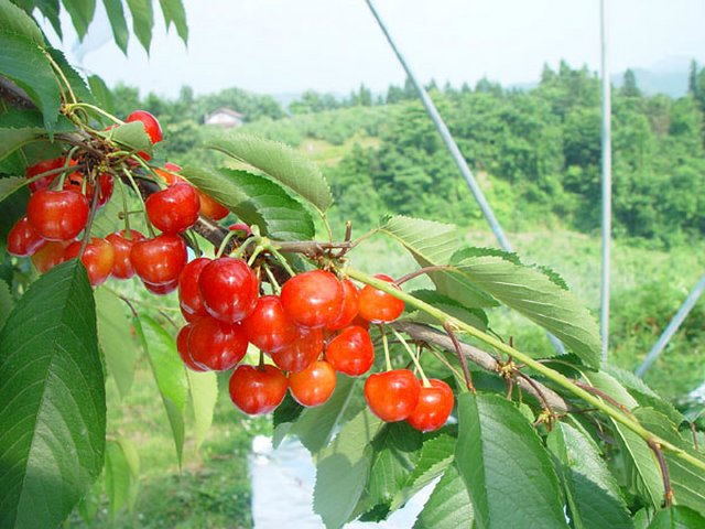 さくらんぼ